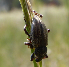Stramia costirostris