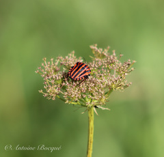 Graphosoma italicum italicum