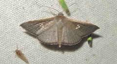 Banisia