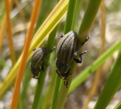 Stramia costirostris