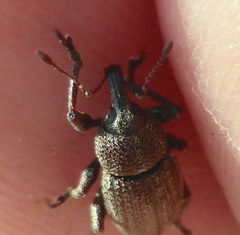 Stramia costirostris