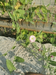 Convolvulus arvensis
