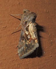 Chrysodeixis acuta