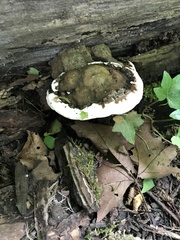 Ganoderma applanatum