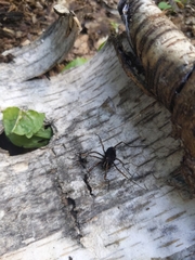 Zachaeus