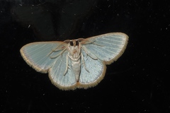 Comostola turgescens