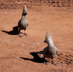 Corythaixoides concolor concolor