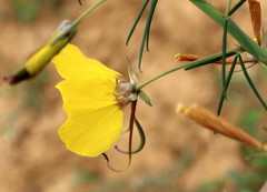 Coalisina angustifolia subsp. petersiana image