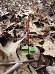Neottia bifolia
