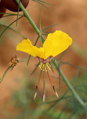 Coalisina angustifolia subsp. petersiana image