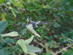 Brachydiplax