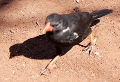 Bubalornis niger niger