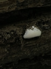 Ganoderma applanatum