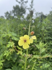 Verbascum blattaria