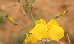 Coalisina angustifolia subsp. petersiana image