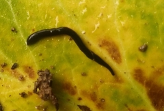 Microplana terrestris