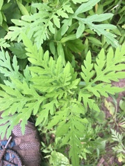 Onocleaceae