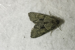 Cryphia fraudatricula