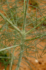 Coalisina angustifolia image