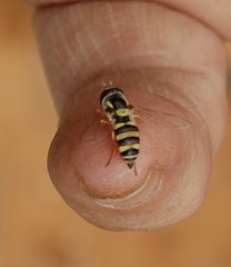 Ischiodon aegyptius
