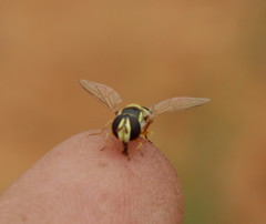 Ischiodon aegyptius
