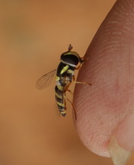 Ischiodon aegyptius