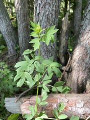 Thalictrum aquilegiifolium