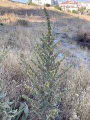 Verbascum sinuatum