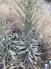 Verbascum sinuatum