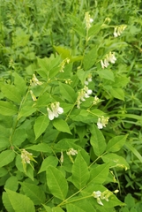 Vicia venosa baicalensis