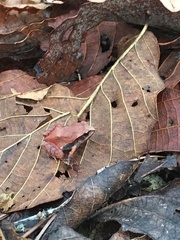 Craugastor mexicanus