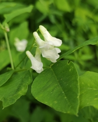 Vicia venosa baicalensis