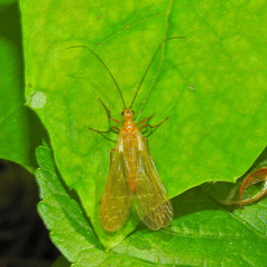 Brachypanorpa oregonensis