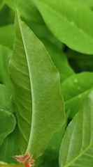 Vicia venosa baicalensis