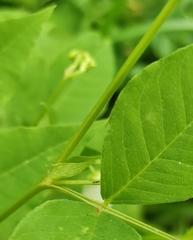Vicia venosa baicalensis