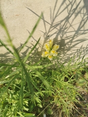 Linaria vulgaris