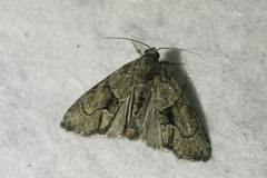 Bryophilinae