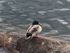 Anas platyrhynchos