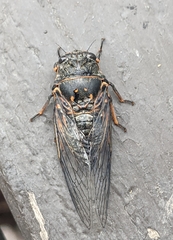 Okanagana occidentalis