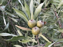 Pyrus salicifolia