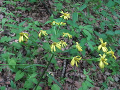 Tephroseris cladobotrys subfloccosa