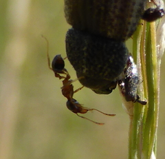 Myrmicinae