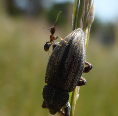 Myrmicinae