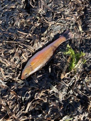 Halichoeres californicus