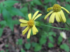Tephroseris cladobotrys subfloccosa