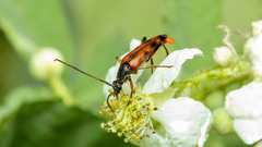 Stenurella septempunctata