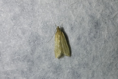 Helcystogramma rufescens