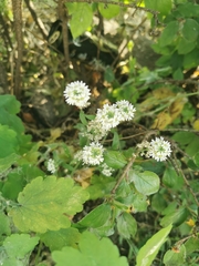 Berteroa incana