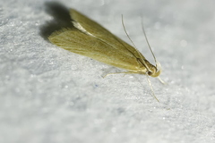 Helcystogramma rufescens