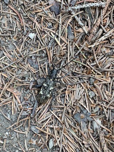 vrzúnik pralesový (Monochamus sartor)